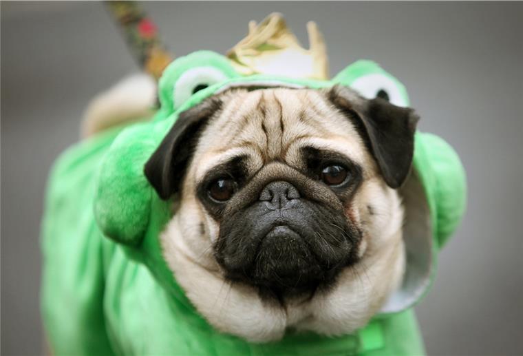 Auch wenn dieser als Froschkönig verkleidete Mops zur allgemeinen Belustigung beiträgt, ist die Verkleidung nicht artgerecht. 