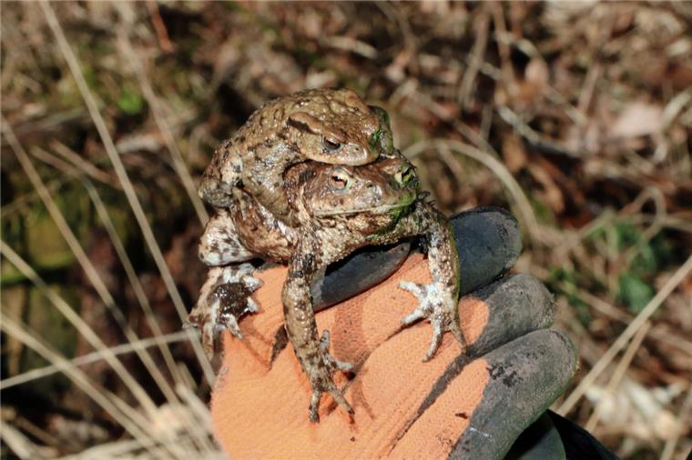 Wense bei Zeven: Naturschützer tragen Kröten über die Kreisstraße 134 Auch wenn es der Nabu eigentlich auf die Moorfrösche abgesehen hat, so fallen auch immer wieder Erdkröten in die eingegrabenen Eimer und werden dann ebenfalls über die Straße getragen, damit sie nicht von den Autos überfahren werden.