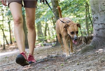 Auch wenn jemand anderes als Herrchen oder Frauchen mit einem Hund spazierengeht: Besitzer sind für Schäden, die durch das Tier verursacht werden, haftbar.