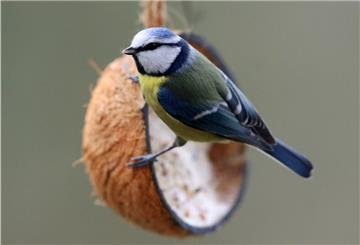 Eine Blaumeise sitzt an einer mit Vogelfutter gefüllten Kokosnuss. 