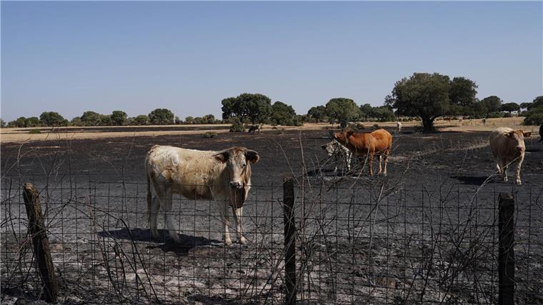 Deutsche Feuerwehrleute in Spanien - 40 Waldbrände zugleich Auch Wild- und Weidetiere leiden stark unter den Waldbränden.