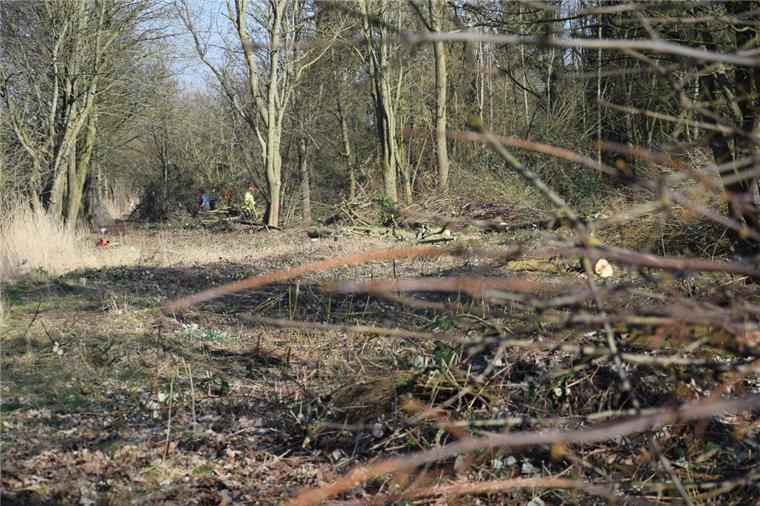 Nordenham: Bäumefällen auf Thieling-Gelände sorgen für Ärger Auf dem früheren Kleingartengelände südlich des ESV-Heims tut sich momentan einiges.