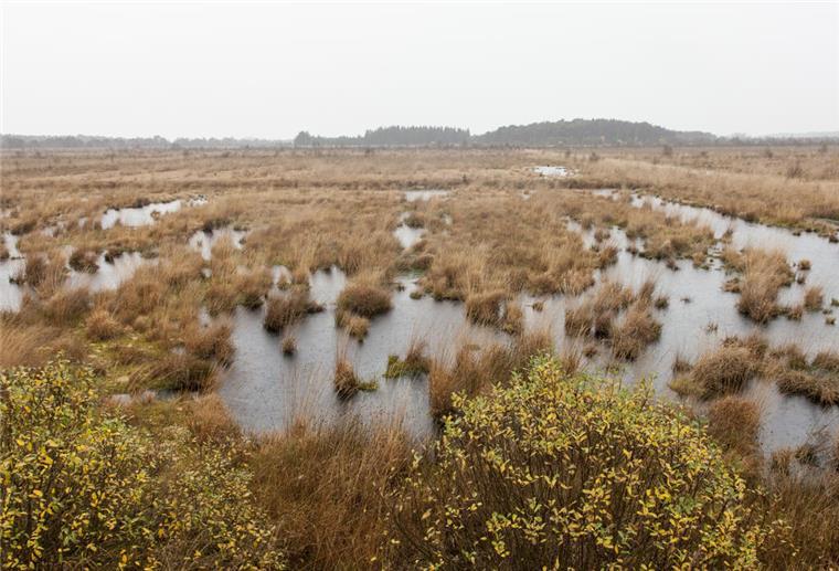 Ahlenmoor