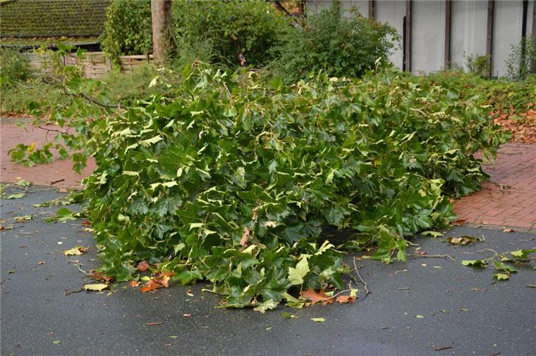 Sturmtief Xavier tobt über Zeven Auf dem Parkplatz Mittelteich in Zeven drohte ein Baum auf geparkte Autos zu fallen. Anwohnern gelang es rechtzeitig, ihre Fahrzeuge zu entfernen, bevor die ersten Äste auf das Pflaster krachten.