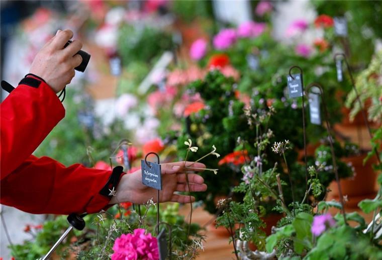 Auf geht‘s zum Blütenfest nach Geestemünde Pelargonien in einem Geranienhaus.