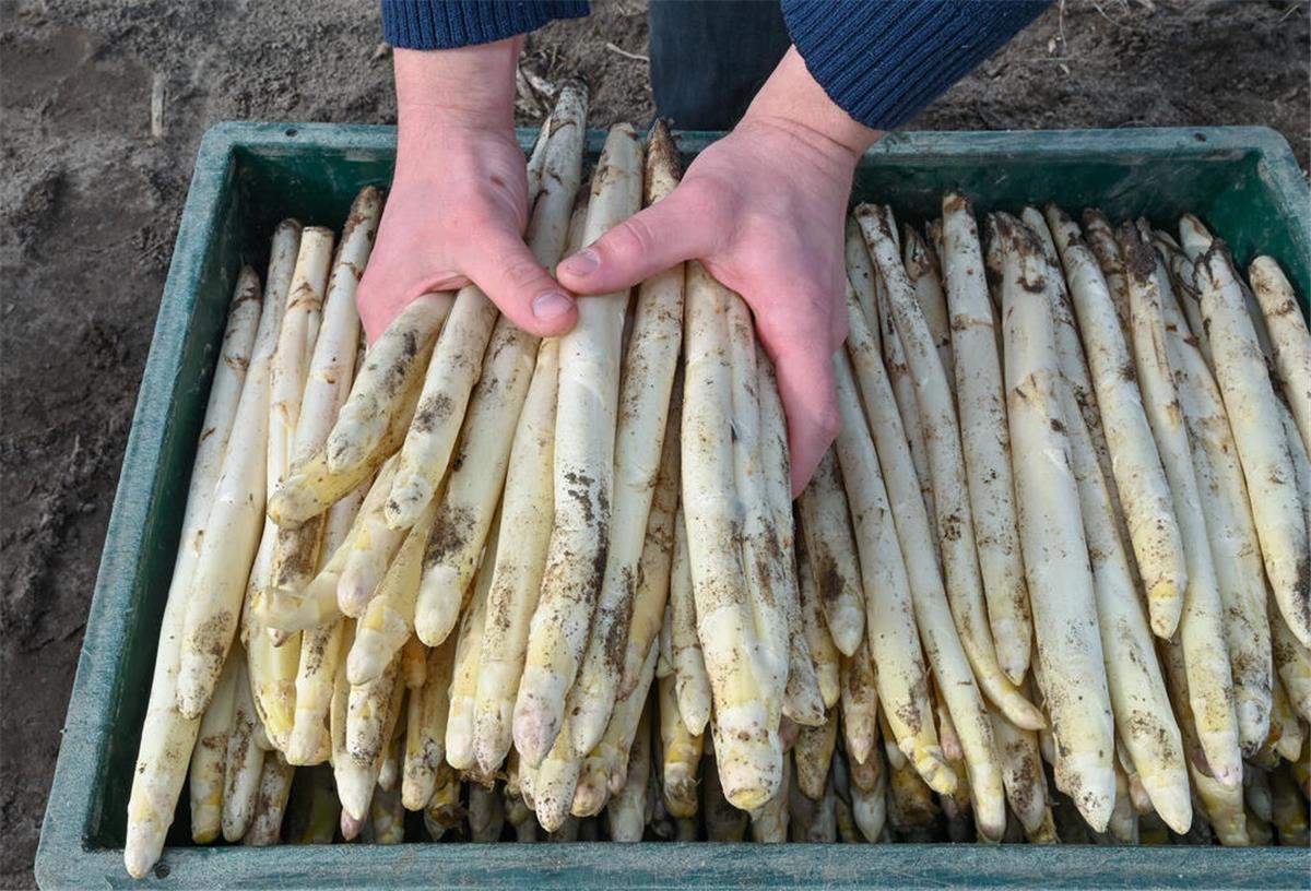 Erster Spargel wird in Niedersachsen geerntet - Preis steigt nicht an Auf einem Feld eines Spargelhofes liegen frisch gestochene Spargelstangen in einer Kiste