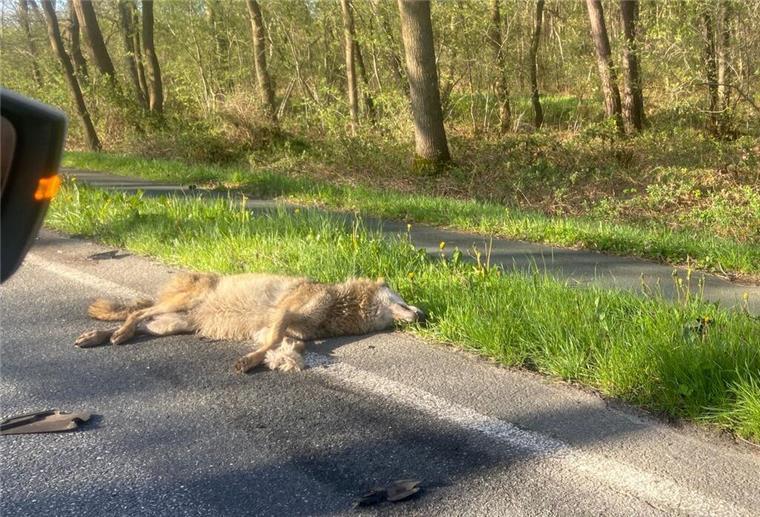 Auf der B6 zwischen Hahnenknoop und Stotel wurde am Sonntagmorgen ein Wolf überfahren. Das Tier wurde bei dem Zusammenstoß getötet. 