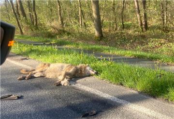 Auf der B6 zwischen Hahnenknoop und Stotel wurde am Sonntagmorgen ein Wolf überfahren. Das Tier wurde bei dem Zusammenstoß getötet. 