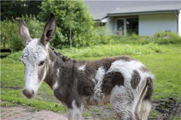 Auf der Dreptefarm in Wulsbüttel ist ein noch namenloses Eselfohlen geboren worden.