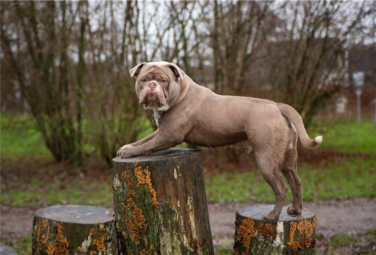 Zweiter Hundespielplatz in Butjadingen Auf der Freilauffläche in Burhave haben Hunde ihren Spaß. In Eckwarderhörne plant der TSB nun eine zweite Fläche in der Gemeinde zu errichten.