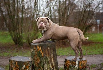 Auf der Freilauffläche in Burhave haben Hunde ihren Spaß. In Eckwarderhörne plant der TSB nun eine zweite Fläche in der Gemeinde zu errichten.
