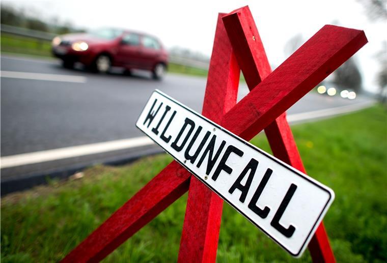 Auf der Grimsbystraße gab es einen Wildunfall.