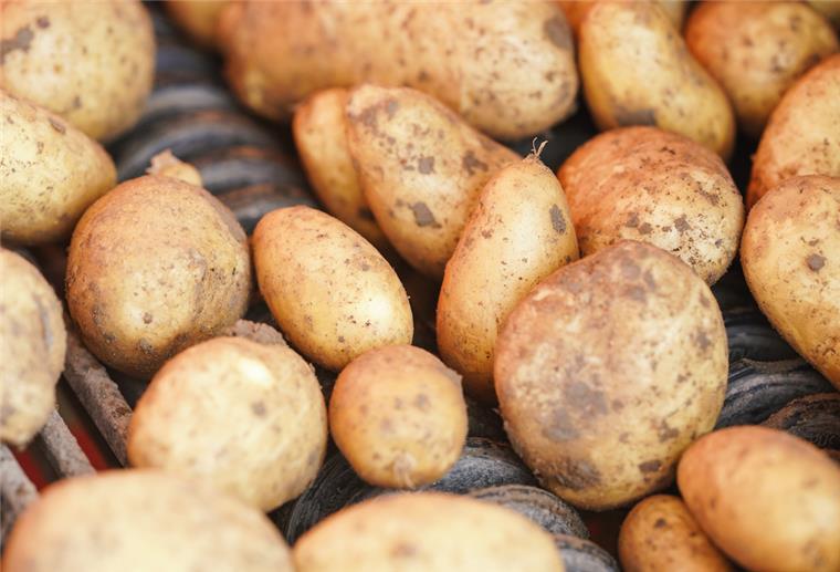 Niedersachsen: Geringe Kartoffelernte - Preise nicht absehbar kartoffelernte