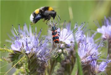 Auf einem Blühstreifen eines Weizenfeldes fliegt eine Hummel eine blühende Phacelia an, auf der ein gestreifter Käfer sitzt.