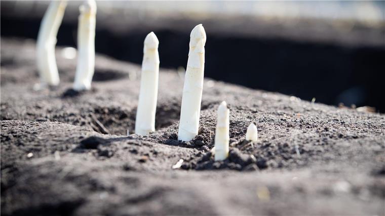 Auf einem Feld von einem Spargelhof wächst Spargel.