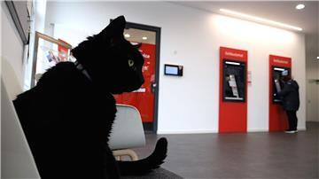 Auf einem Stuhl in der Bankfiliale macht es sich Kater Gorden oft gemütlich. 