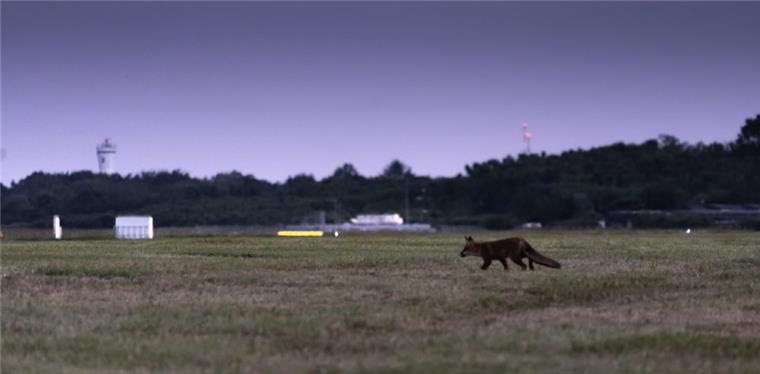 Wie süß: Hamburger Flughafen sucht Namen für rasenden Fuchs Auf einem Videoclip des Hamburger Flughafens ist ein Fuchs zu sehen, der erst mit wedelnder Lunte umherspringt und dann mit einem "mörderischen" Tempo losrast.