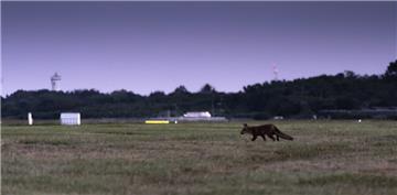 Auf einem Videoclip des Hamburger Flughafens ist ein Fuchs zu sehen, der erst mit wedelnder Lunte umherspringt und dann mit einem "mörderischen" Tempo losrast. 
