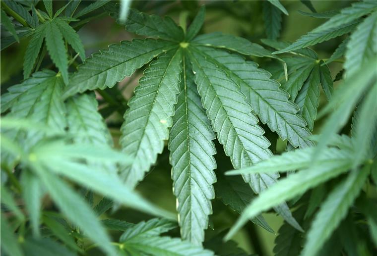 Auf einer Drogenplantage in Ovelgönne haben Dealer unter anderem für Abnehmer in Delmenhorst mehr als 100 Kilogramm Marihuana geerntet.