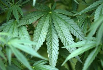 Auf einer Drogenplantage in Ovelgönne haben Dealer unter anderem für Abnehmer in Delmenhorst mehr als 100 Kilogramm Marihuana geerntet.