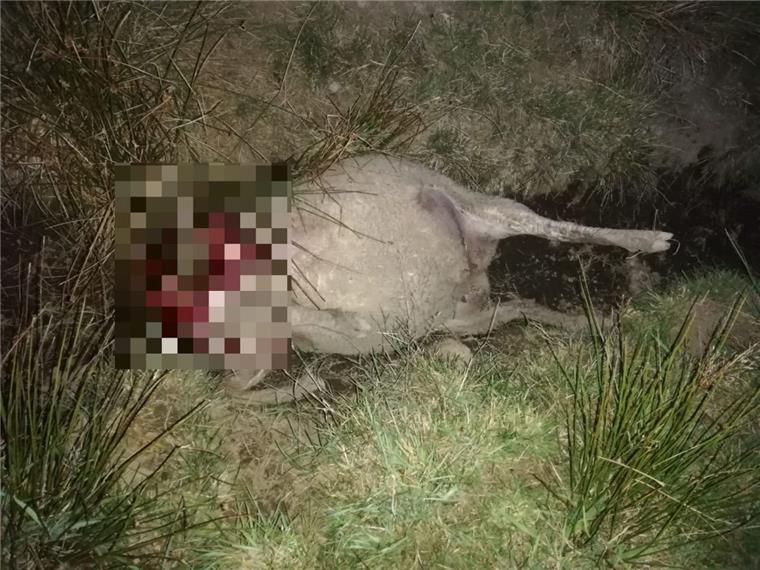 Auf einer Weide bei Steinau wurden zwei Schafe getötet.