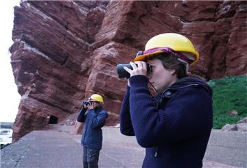 reiwillige Helfer des Vereins Jordsand auf Helgoland, beobachten die Trottellummenküken am Lummenfelsen.
