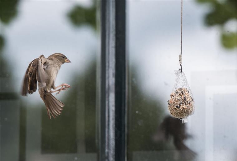 Spatz vor Fensterscheibe