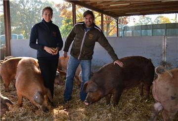 Auf Stroh und mit viel Platz im offenen Stall - so halten Philipp und Tessa Lange aus Albstedt ihre Schweine. Foto Hansen