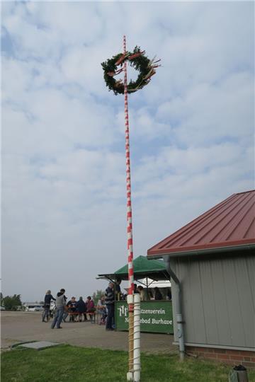 Auffällig gestreift ist der Fedderwardersieler Pfingstbaum.