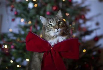 Katze mit Schleife vor einem Weihnachtsbaum