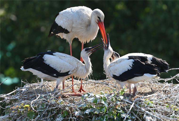 Storch füttert seinen Nachwuchs