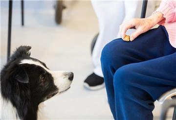 Hund im Pflegeheim