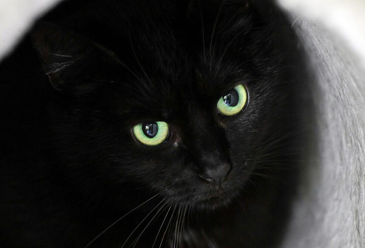 Ein schwarzer Kater sitzt während des Fotoshootings zur Charity-Aktion „Schwarz bringt Glück“ im Tierheim des Berliner Tierschutzvereins in seiner Höhle.