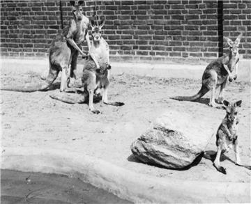 Aus Australien nach Bremerhaven. Foto: NZ-Archiv