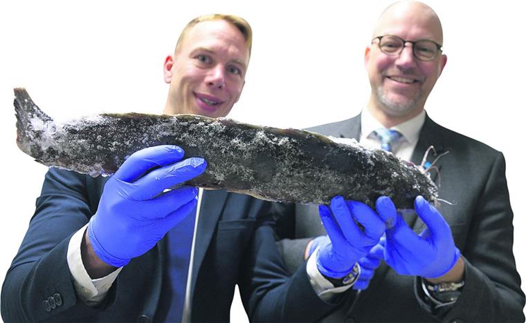 Von wegen nur Hefe: BÄKO setzt jetzt auch auf "Garry", den Wels von der Oste Aus der Region für die Region: Mirko Oeltermann (rechts), Geschäftsführender Vorstand der BÄKO Bremerhaven, und Prokurist Jens Grendel begutachten den Afrikanischen Wels, der in Oberndorf gezüchtet und von dem genossenschaftlichen Vollsortimenter mit Sitz in Sievern seit neuestem ins Elbe-Weser-Dreieck geliefert wird.