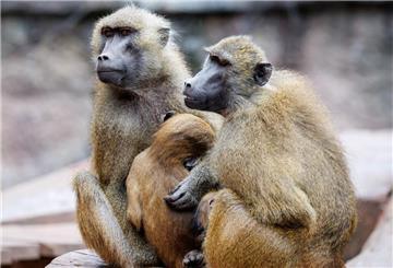 Paviane sitzen in ihrem Gehege im Tiergarten Nürnberg.