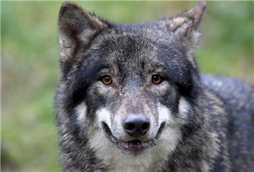 Wolf streift im Wildpark durch sein Gehege