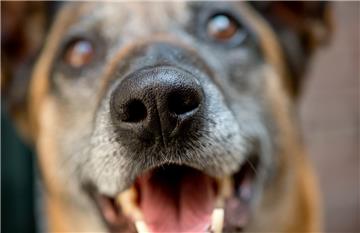 Ausgebüxte Hunde haben im Wangerland für Aufregung gesorgt.
