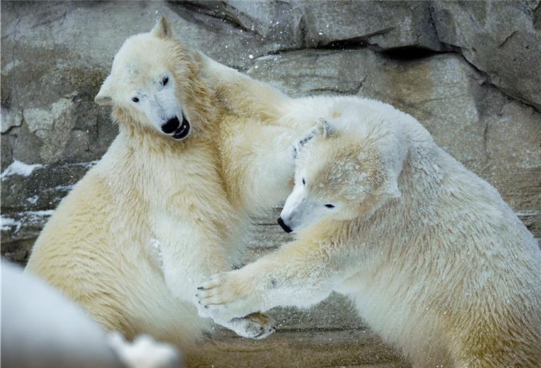 Ausgelassener Tanz mit den Elementen: Die Eisbären-Zwillinge Elsa und Anna tollen im Zoo am Meer im ersten Schnere ihres einjährigen Lebens herum.