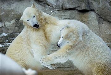 Ausgelassener Tanz mit den Elementen: Die Eisbären-Zwillinge Elsa und Anna tollen im Zoo am Meer im ersten Schnere ihres einjährigen Lebens herum.