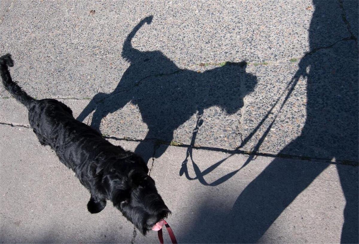 Ende der Brut- und Setzzeit: Leinenpflicht für Hunde gilt nicht mehr Außerhalb der Stadt ist die Leinenpflicht für Hunde in Bremen und Niedersachsen aufgehoben.