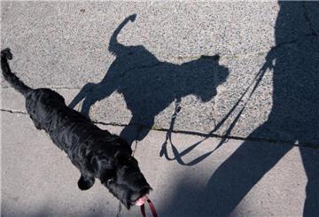 Außerhalb der Stadt ist die Leinenpflicht für Hunde in Bremen und Niedersachsen aufgehoben.