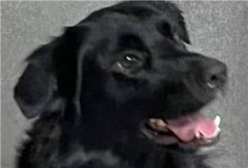 Australian Shepherd-Retriever-Mix Buddy braucht noch jede Menge Erziehung.
