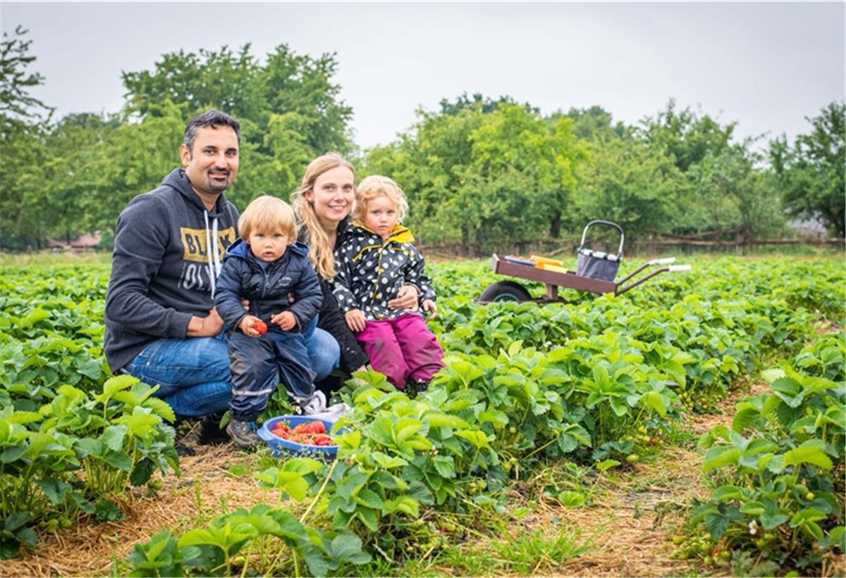 So lecker: Erdbeeren selbst pflücken geht auch in Corona-Zeiten Auszeit vom Alltag an der frischen Luft: Familie Wehleit (von links), Mike, Jon, Christina und Ida aus Gnarrenburg haben viel Freude auch bei Regenwetter, Erdbeeren selbst zu pflücken. Foto: Hartmann
