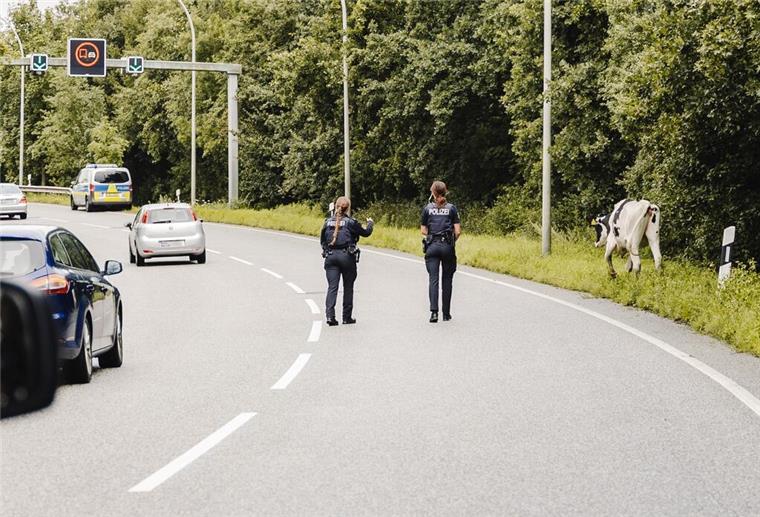 Kühe auf Grimsbystraße
