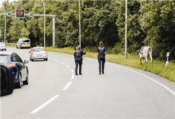 Kühe auf Grimsbystraße