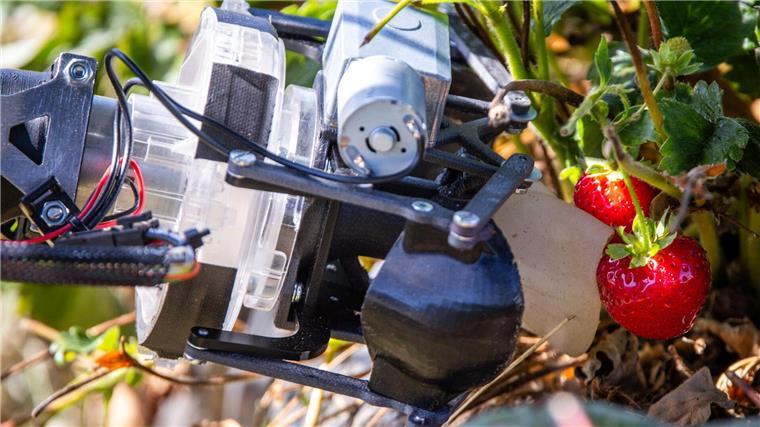 Erdbeerpflücken mit KI: Ernteroboter soll Betriebe entlasten Automatische Erdbeerernte in Hohen Wieschendorf (Mecklenburg-Vorpommern).