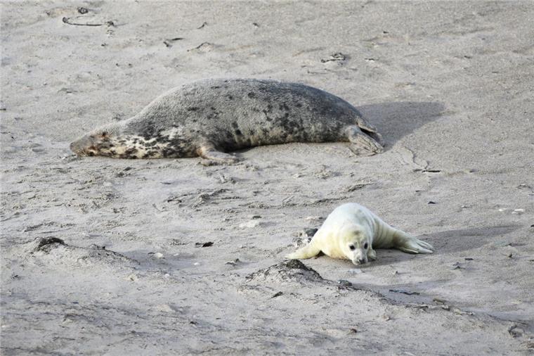 Ein Robbenbaby und ein erwachsenes Tier liegen an einem Strand.