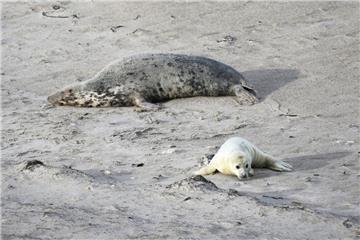 Ein Robbenbaby und ein erwachsenes Tier liegen an einem Strand.