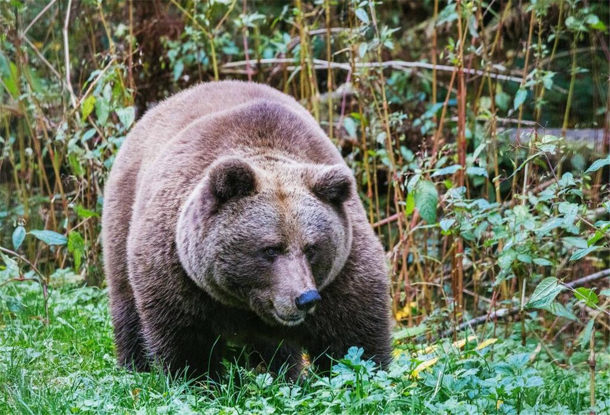 Die Bärin Isa steht in einem Gehege im "Alternativen Wolf- und Bärenpark Schwarzwald" hinter einem Zaun. 